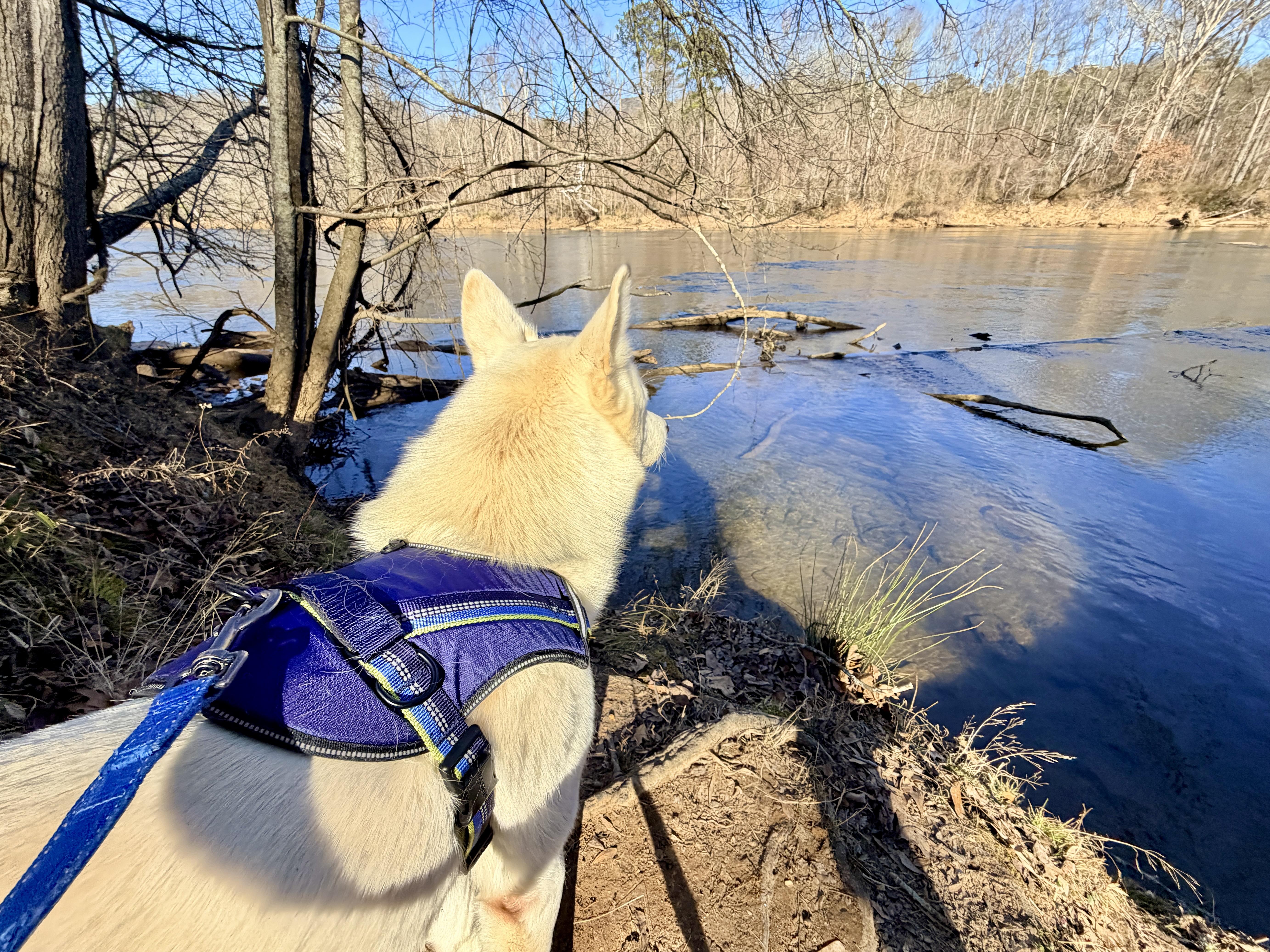 Enlarge Rooster, a ADOPTABLE Siberian Husky in Jasper, GA image 3/4