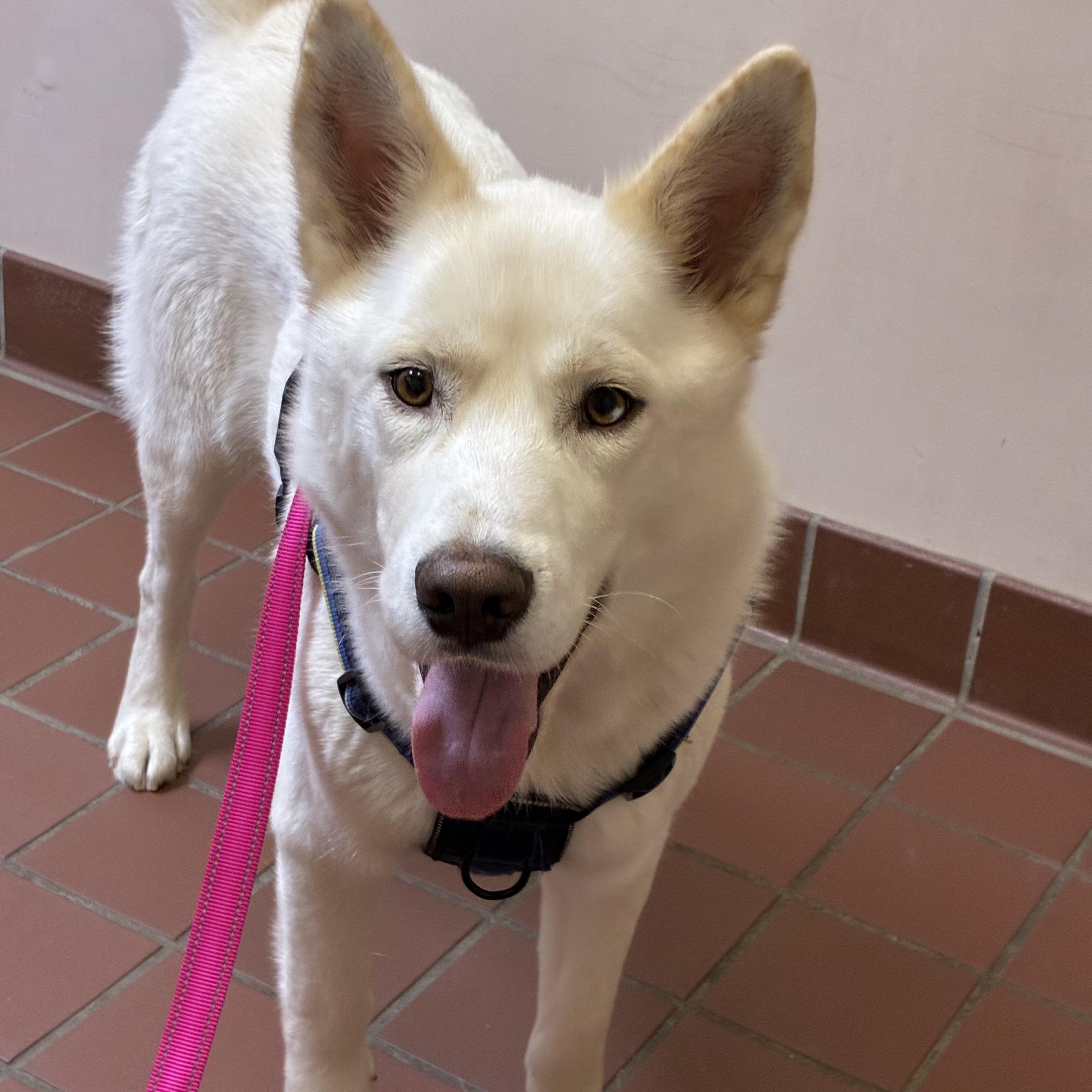 Enlarge Rooster, a ADOPTABLE Siberian Husky in Jasper, GA image 3/6