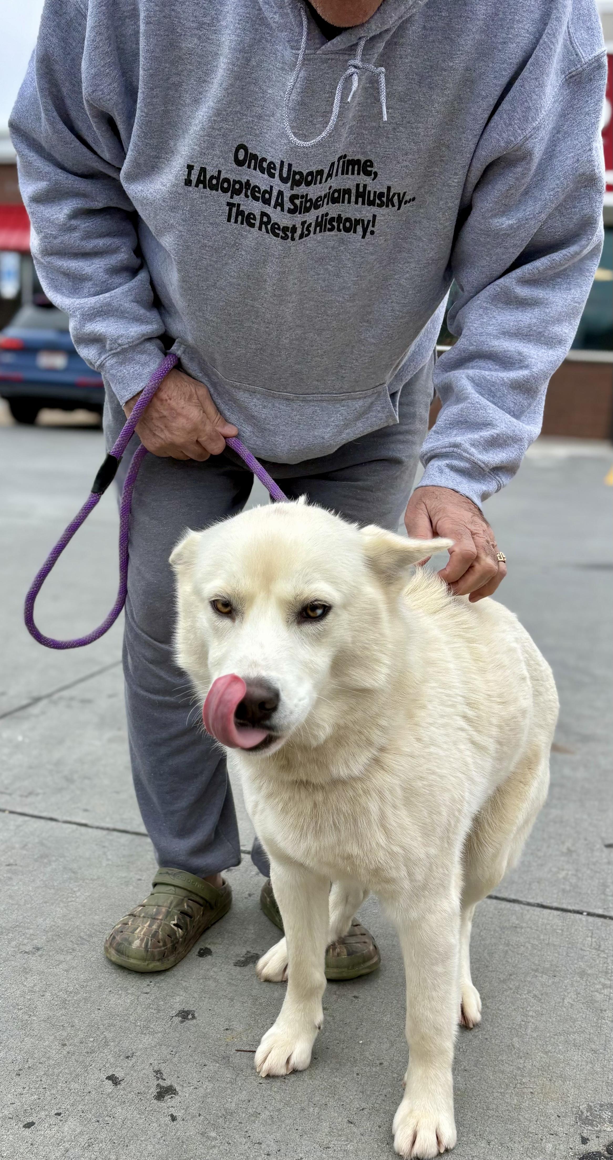 Enlarge Rooster, a ADOPTABLE Siberian Husky in Jasper, GA image 4/4