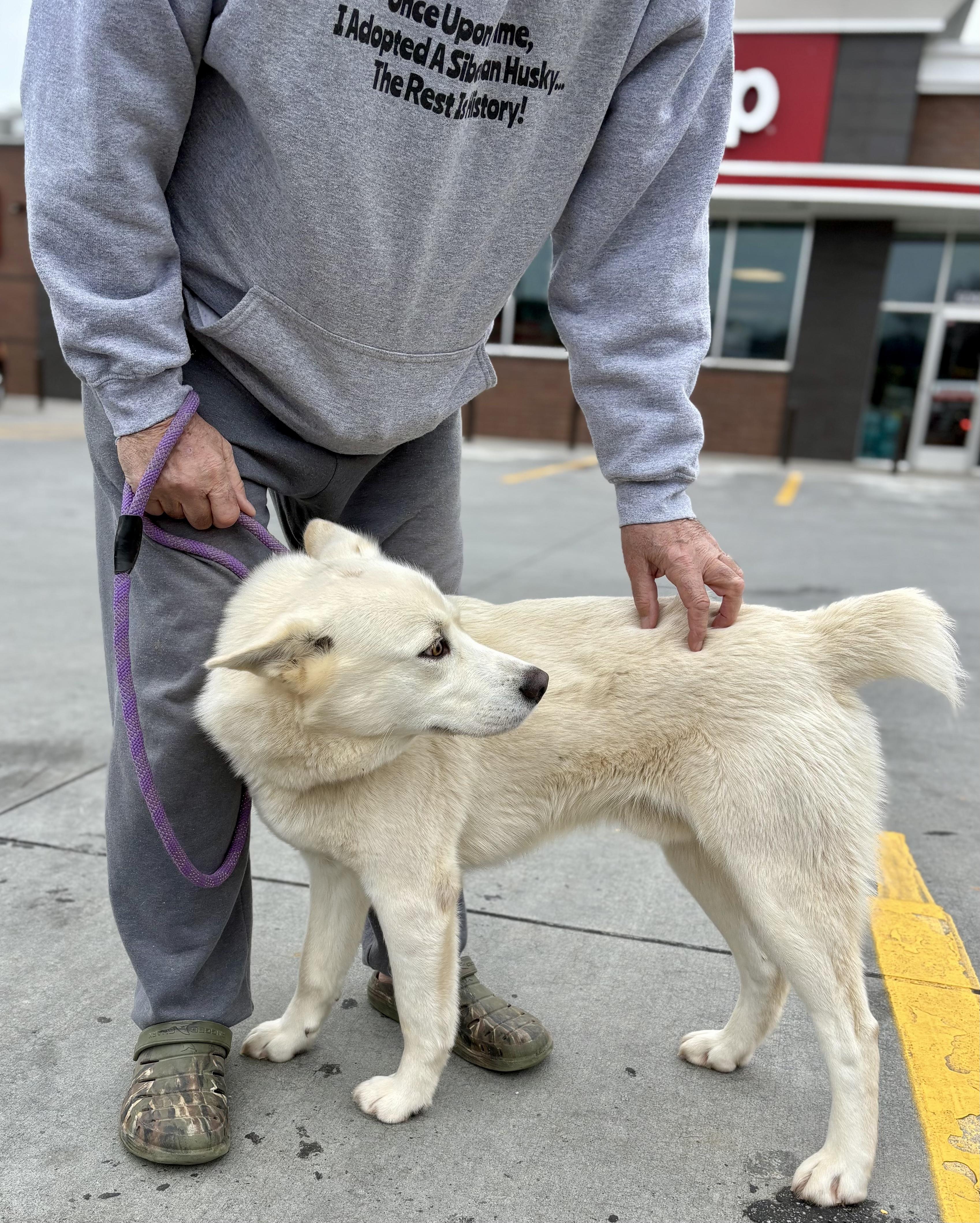 Enlarge Rooster, a ADOPTABLE Siberian Husky in Jasper, GA image 2/4
