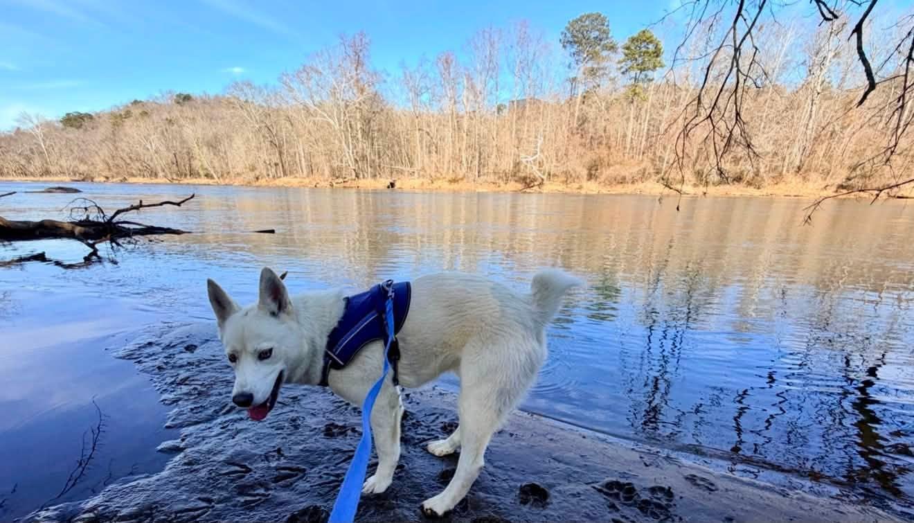 Enlarge Rooster, a ADOPTABLE Siberian Husky in Jasper, GA image 6/6