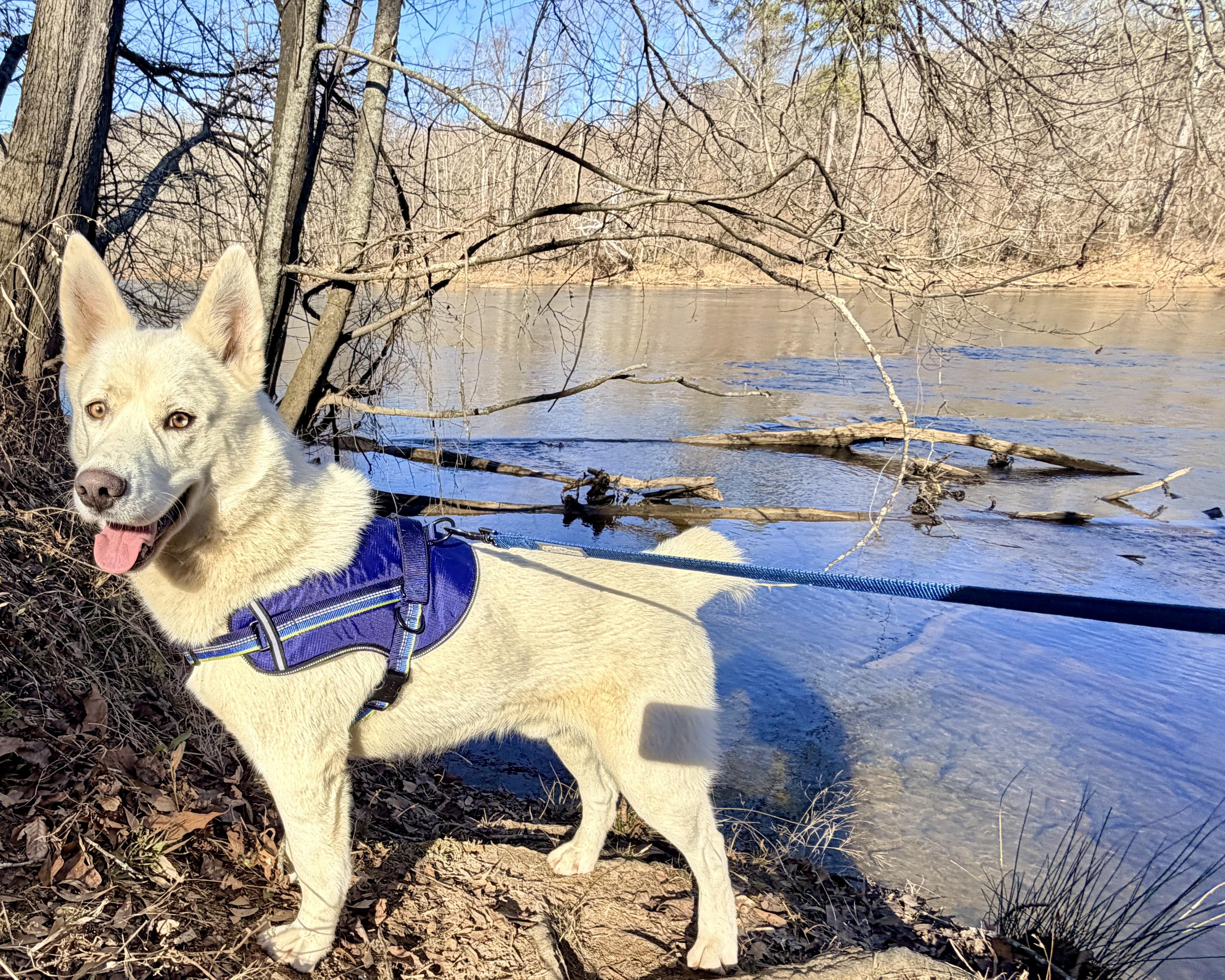 Enlarge Rooster, a ADOPTABLE Siberian Husky in Jasper, GA image 1/4