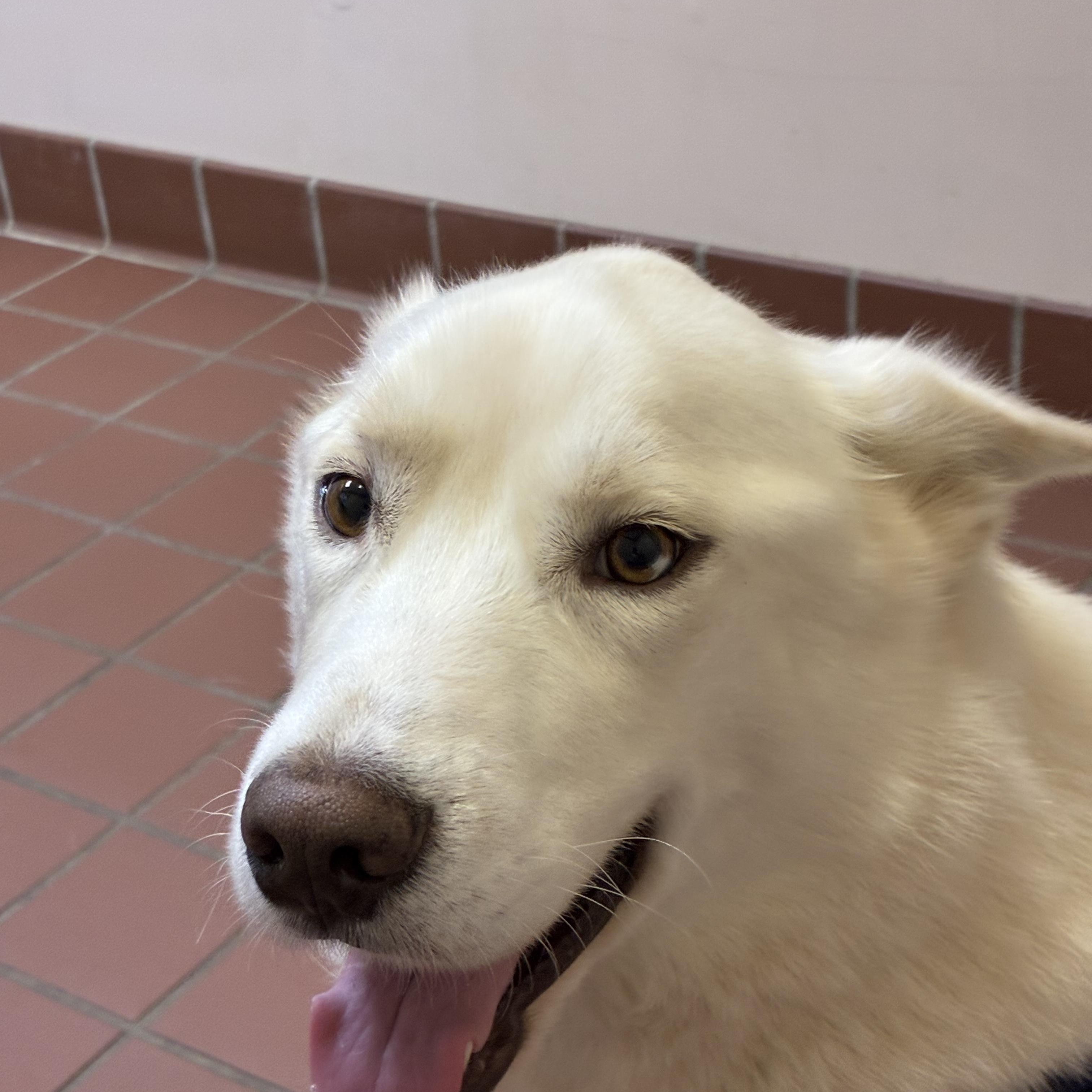 Enlarge Rooster, a ADOPTABLE Siberian Husky in Jasper, GA image 4/6