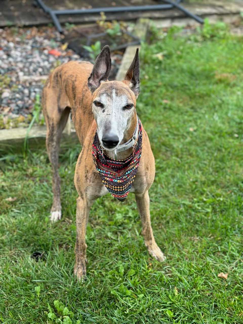 Sloth, an adoptable Greyhound in Belleville, MI, 48112 | Photo Image 2