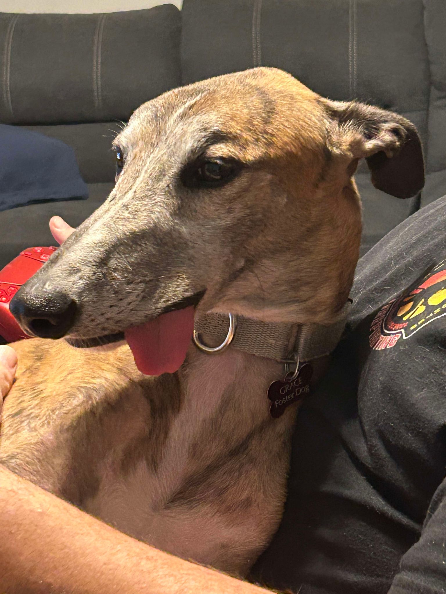 Sloth, an adoptable Greyhound in Belleville, MI, 48112 | Photo Image 1
