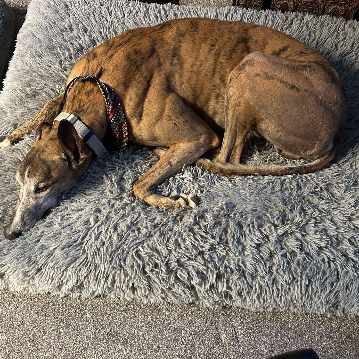 Sloth, an adoptable Greyhound in Belleville, MI, 48112 | Photo Image 3