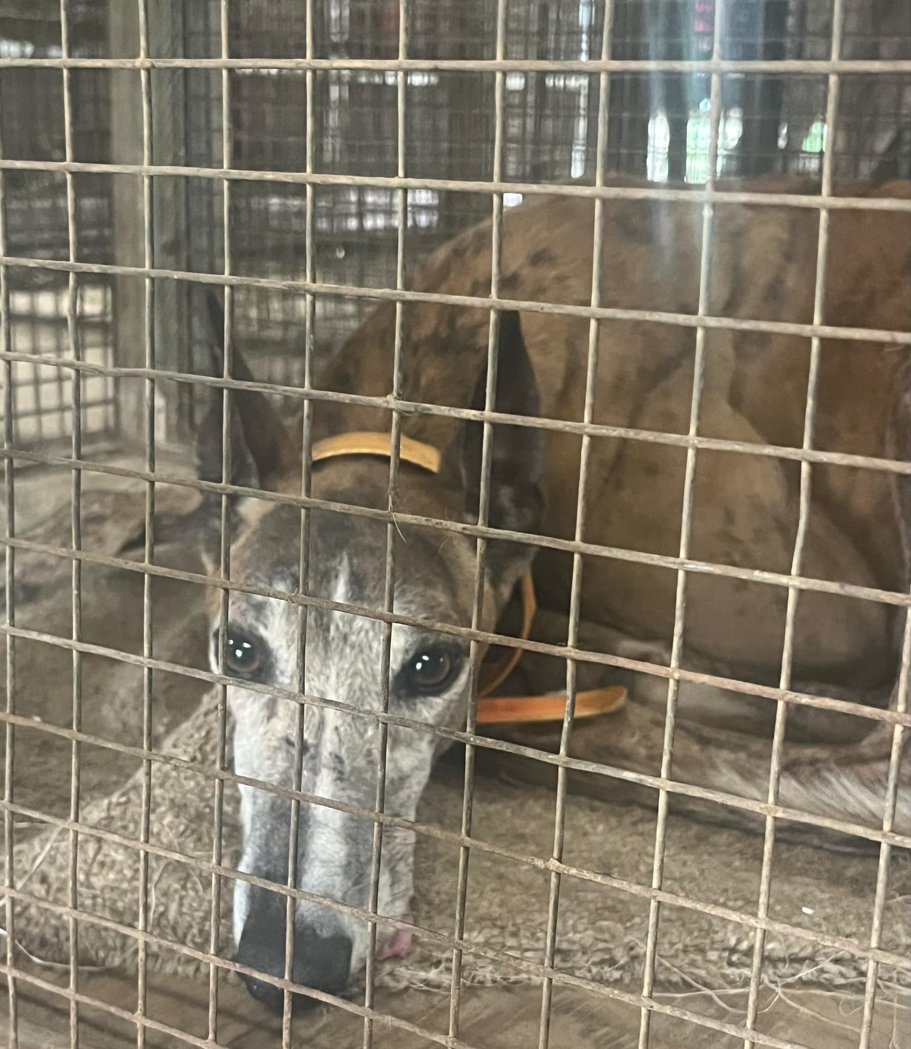 Sloth, an adoptable Greyhound in Belleville, MI, 48112 | Photo Image 4
