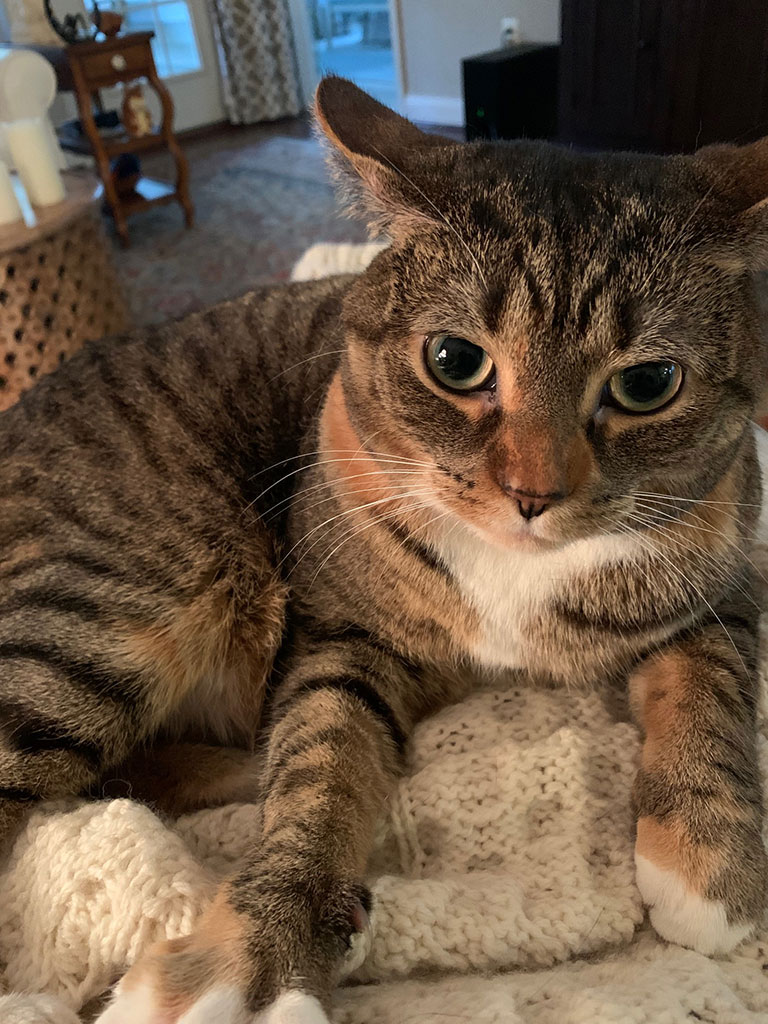 Margaret, a Adoptable Domestic Short Hair in Bowie, MD image 1/5