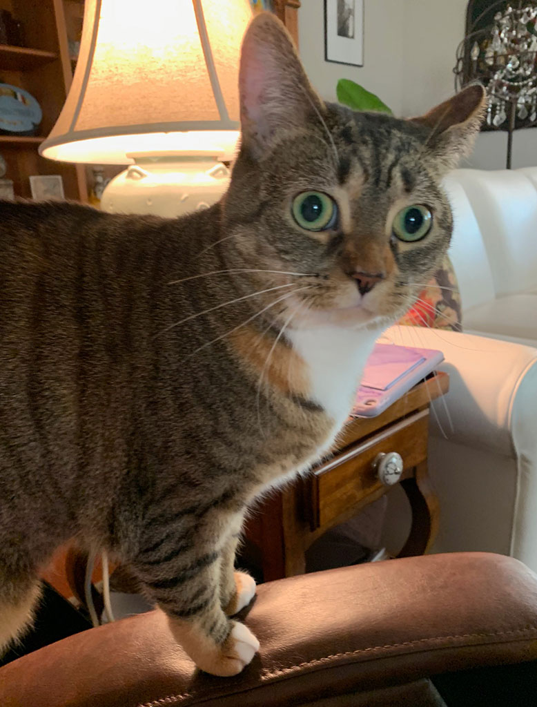 Margaret, a Adoptable Domestic Short Hair in Bowie, MD image 3/5