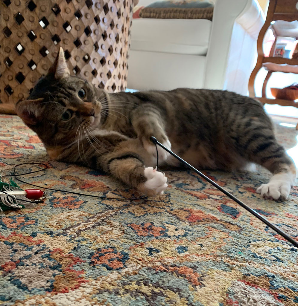 Margaret, a Adoptable Domestic Short Hair in Bowie, MD image 2/5