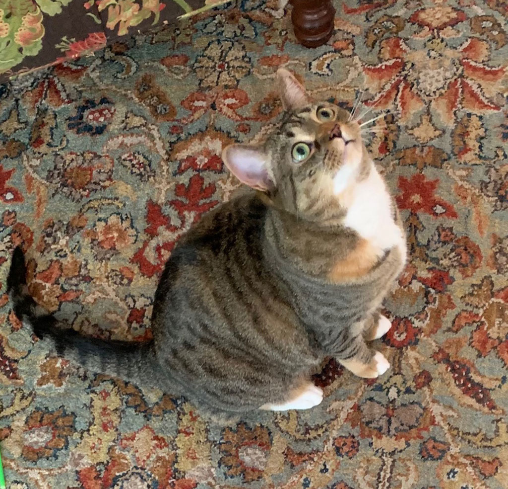 Margaret, a Adoptable Domestic Short Hair in Bowie, MD image 5/5