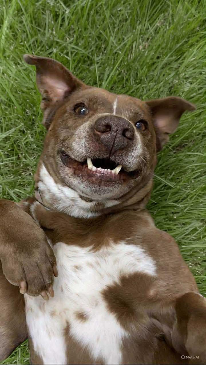 Buddy, a Adoptable mixed breed in Syracuse, NY image 3/6