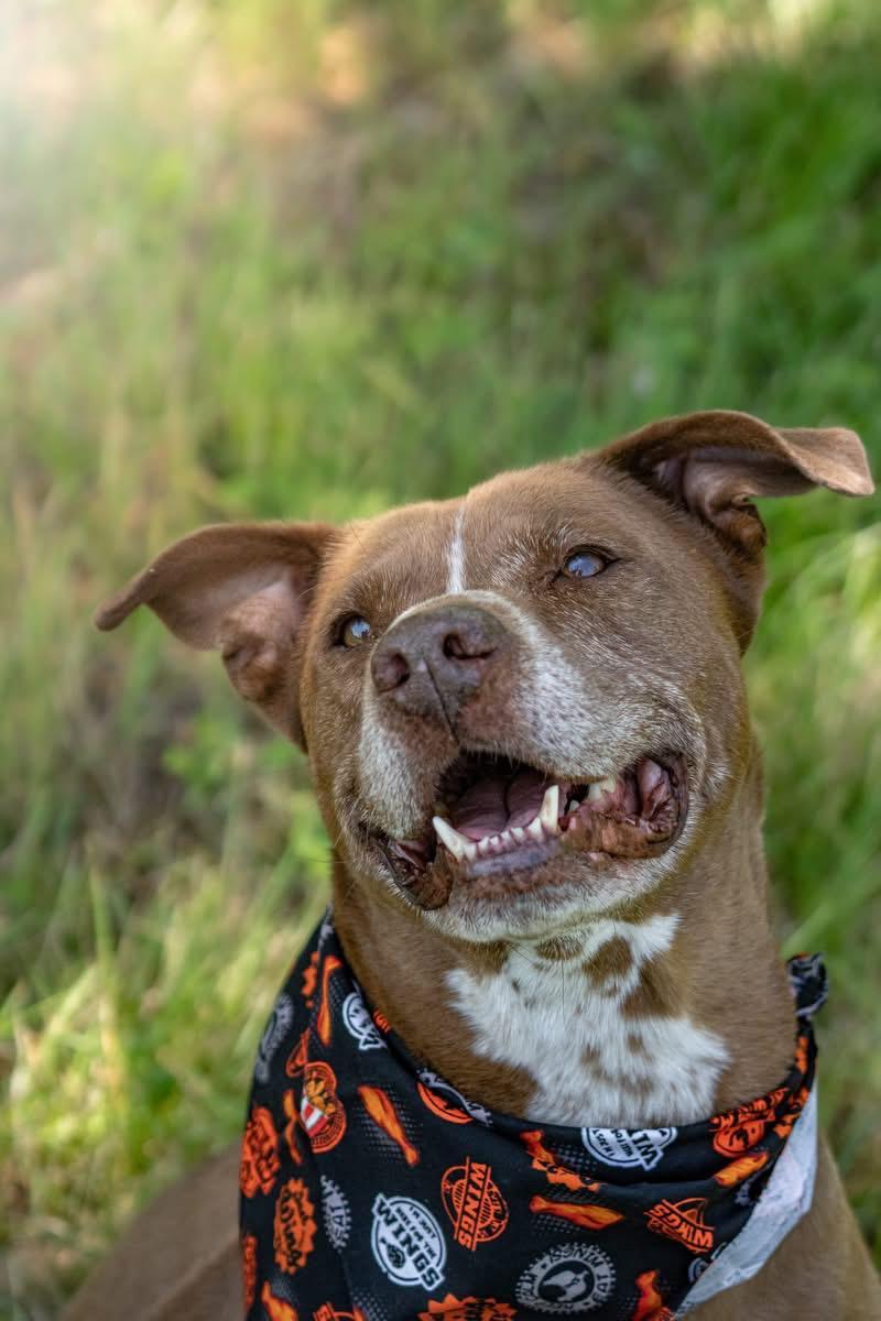 Buddy, a Adoptable mixed breed in Syracuse, NY image 4/6