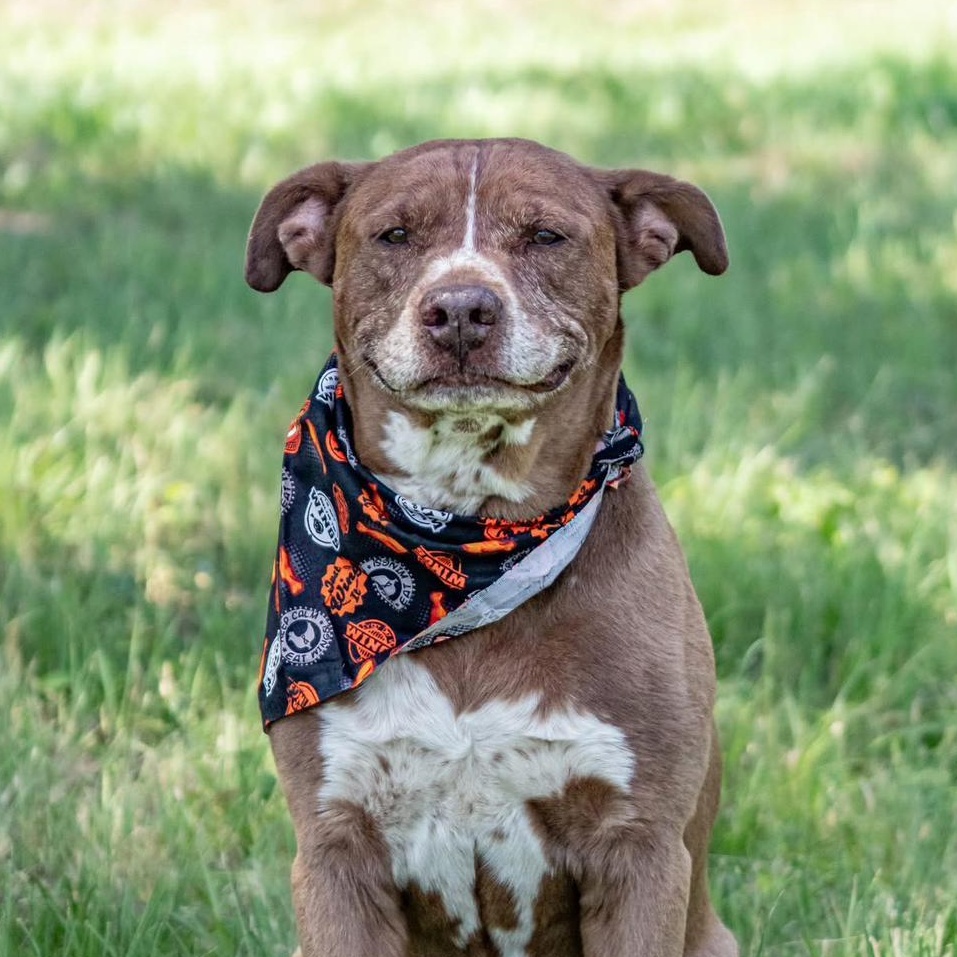 Buddy, Adoptable, Adult Male Chocolate Labrador Retriever.