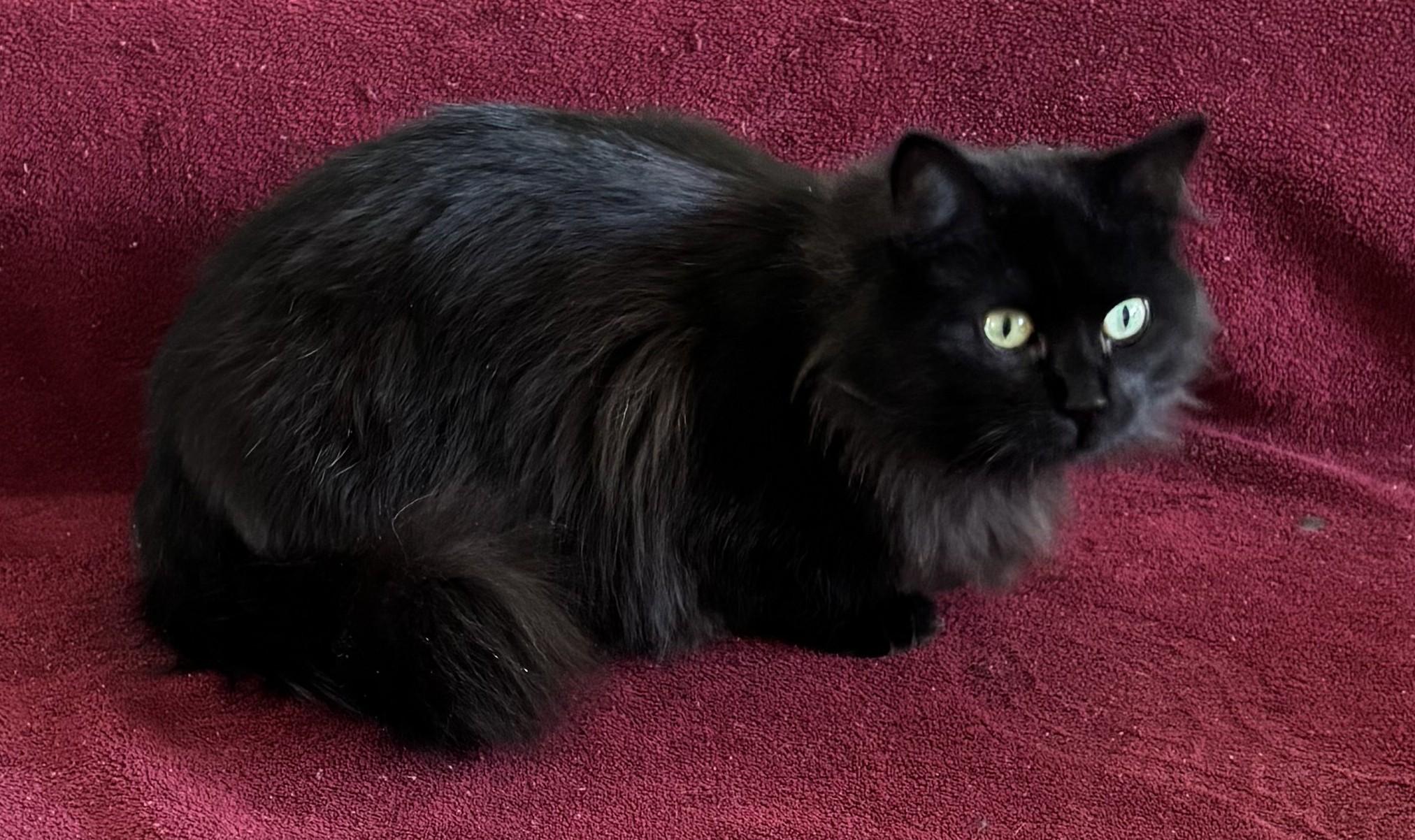 Enlarge Mrs. See, a Adoptable mixed breed in Oak Ridge, TN image 5/6