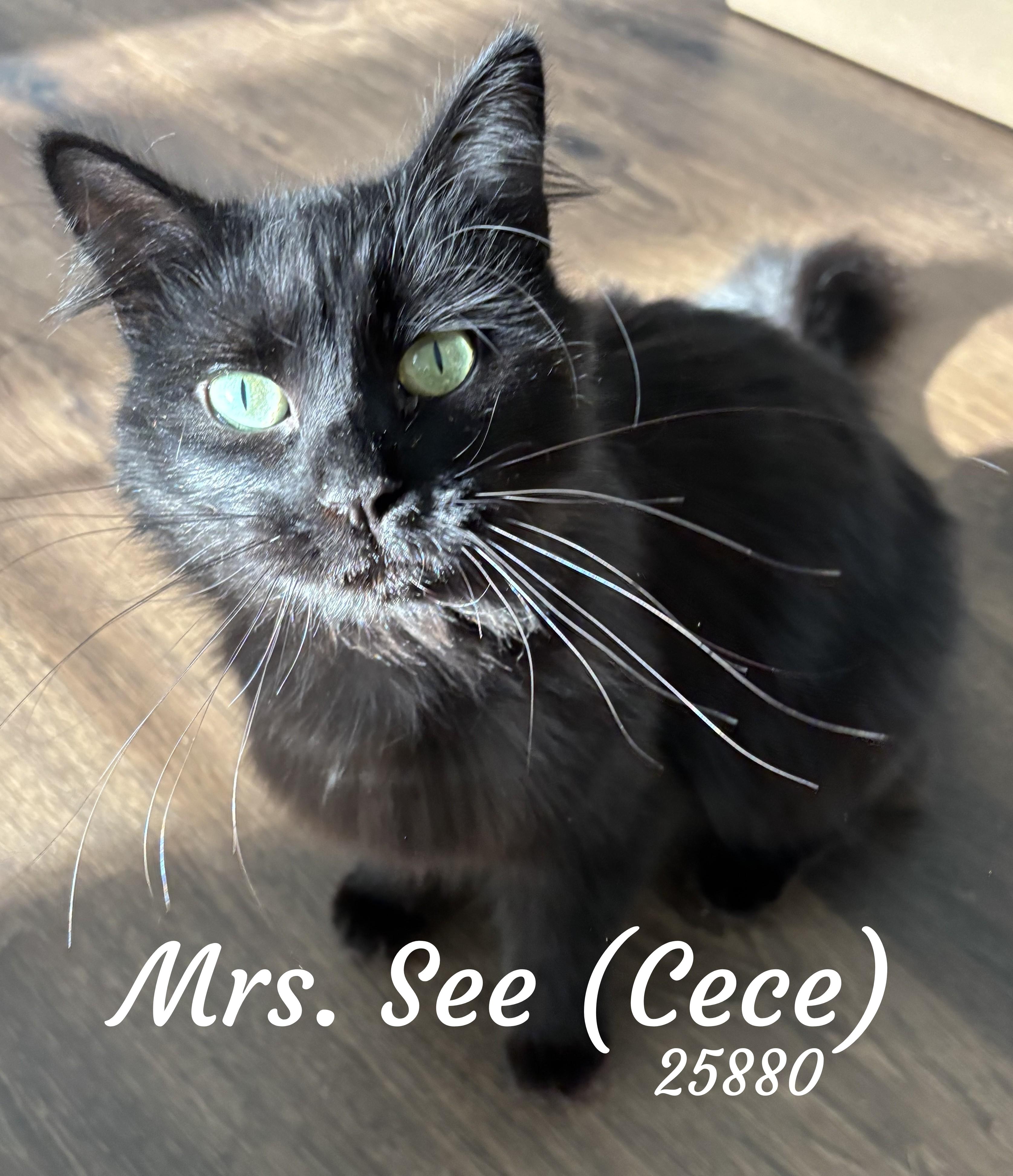 Enlarge Mrs. See, a Adoptable mixed breed in Oak Ridge, TN image 1/6