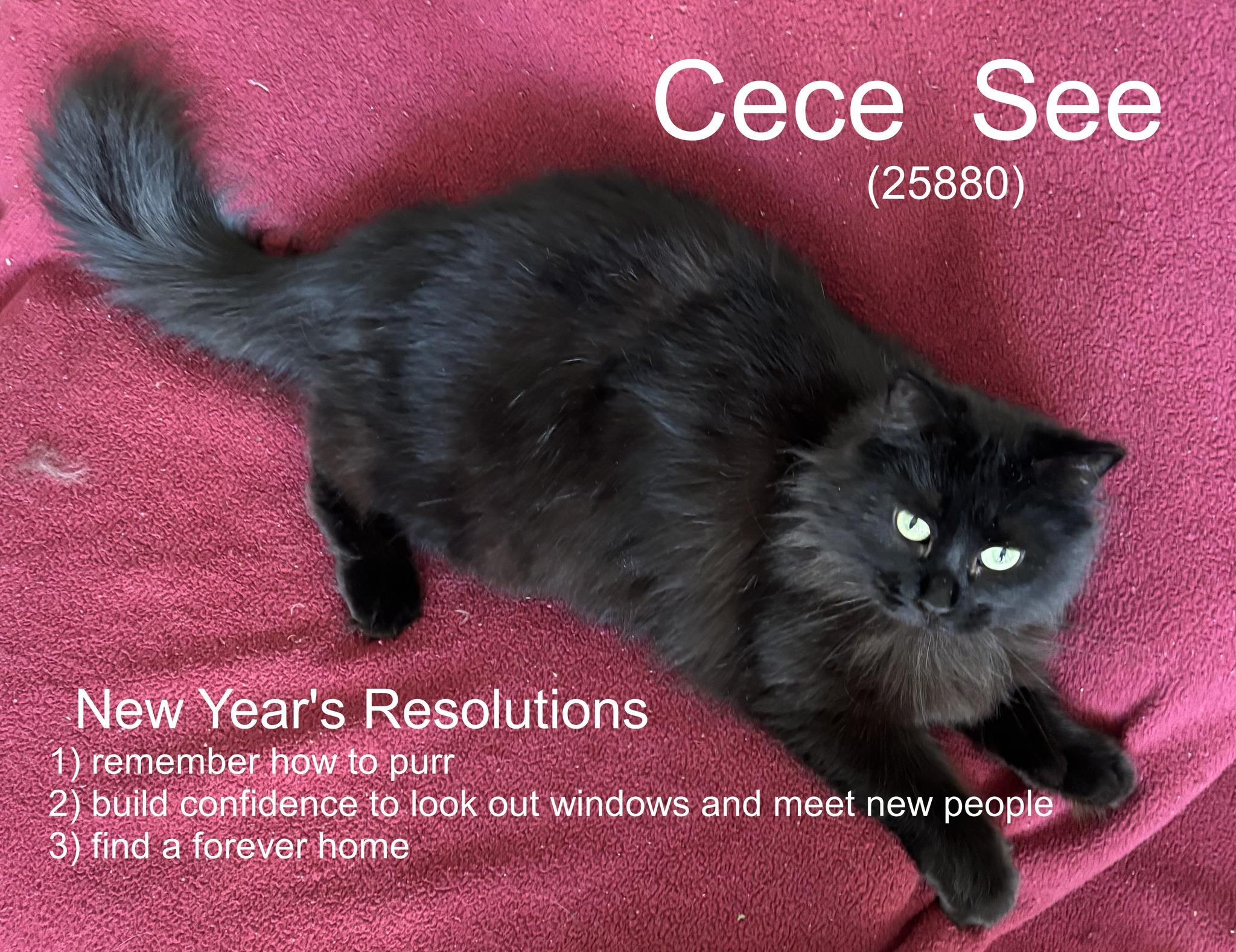 Enlarge Mrs. See, a Adoptable mixed breed in Oak Ridge, TN image 6/6