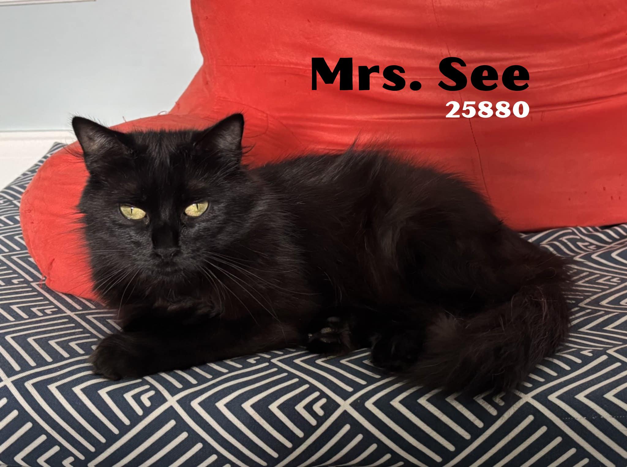 Mrs. See, Adoptable, Adult Female Domestic Medium Hair.