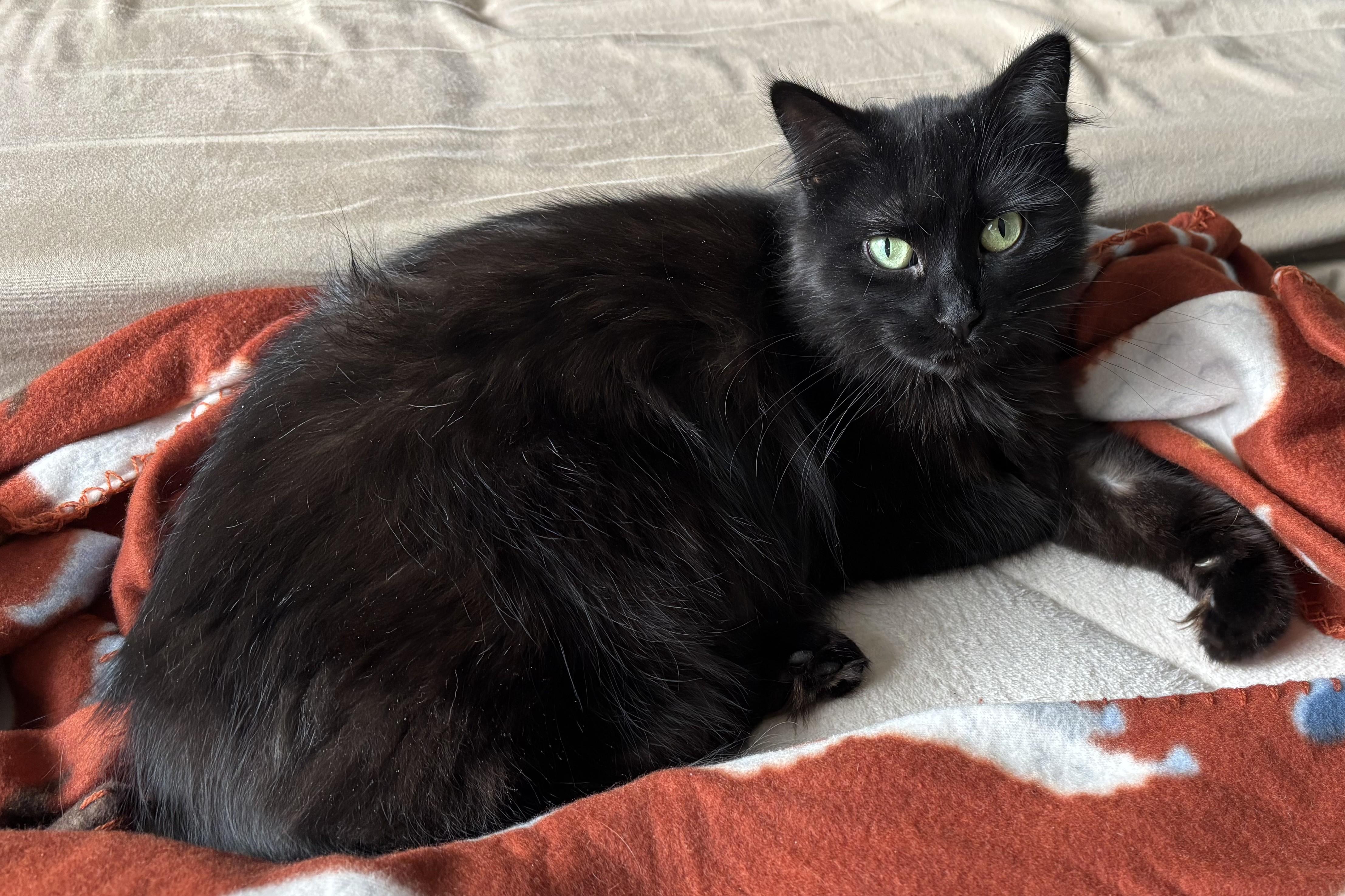 Enlarge Mrs. See, a Adoptable mixed breed in Oak Ridge, TN image 4/6