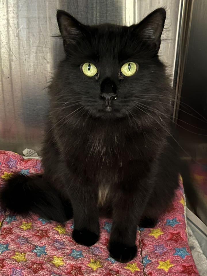 Enlarge Mrs. See, a Adoptable mixed breed in Oak Ridge, TN image 2/2