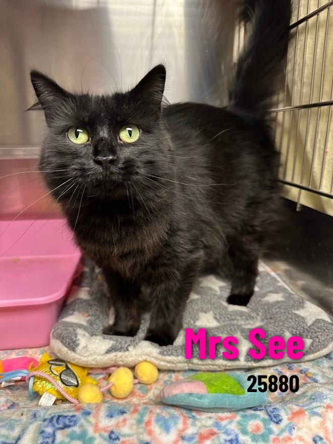 Mrs. See, a Adoptable mixed breed in Oak Ridge, TN image 1/6
