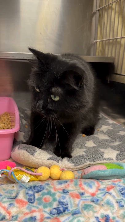 Enlarge Mrs. See, a Adoptable mixed breed in Oak Ridge, TN video 5/6