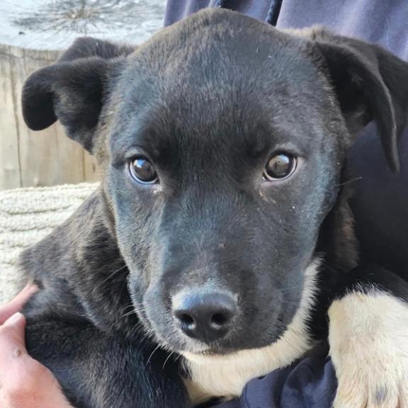 Enlarge Sparky, an adopted Pit Bull Terrier in Stagecoach, NV image 2/3