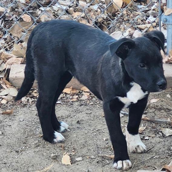 Enlarge Sparky, an adopted Pit Bull Terrier in Stagecoach, NV image 3/3