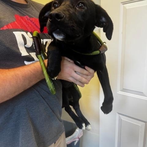 Luna, adopted, Young Female Labrador Retriever.