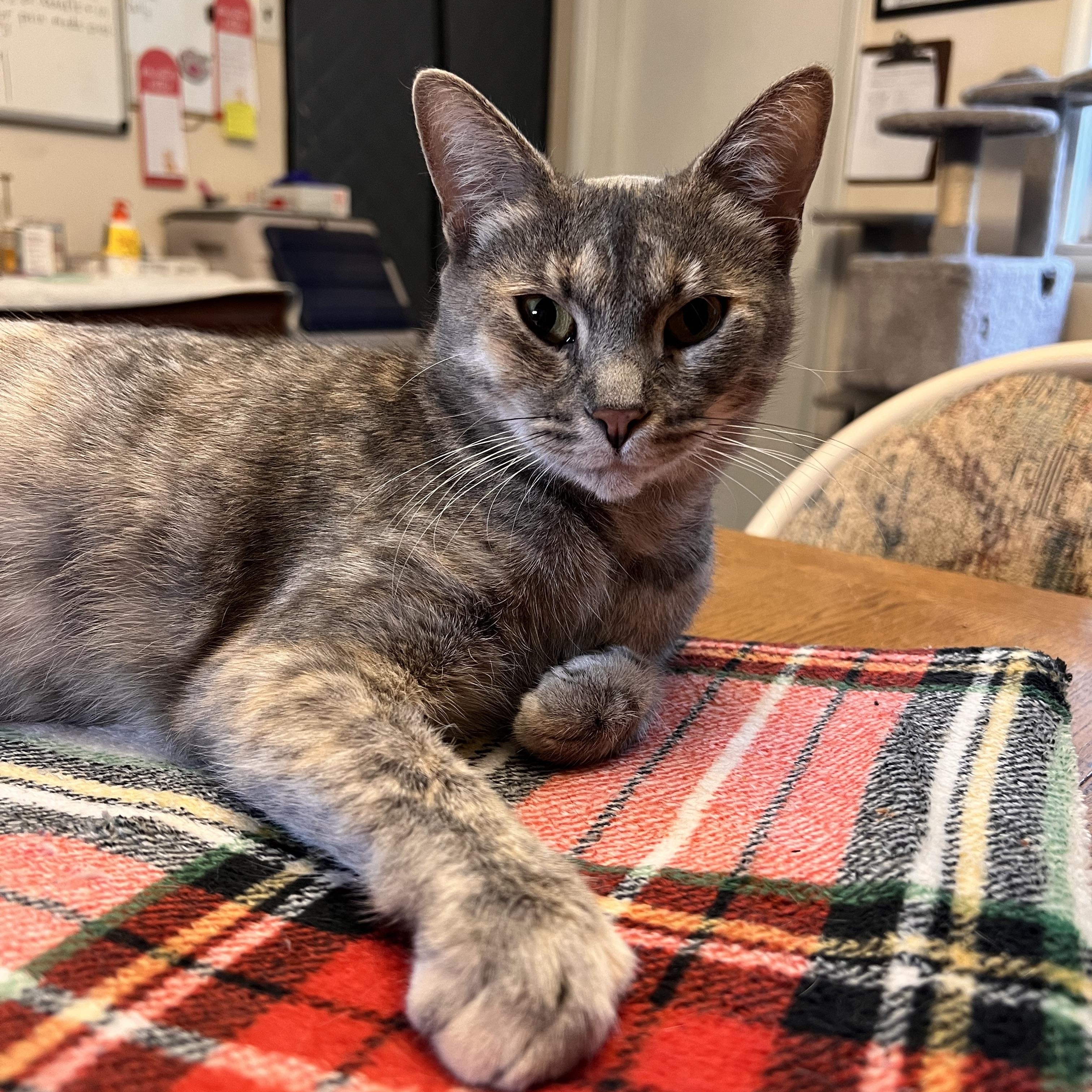 Enlarge Pistachio, a Adoptable Dilute Calico in Mears, MI image 1/3