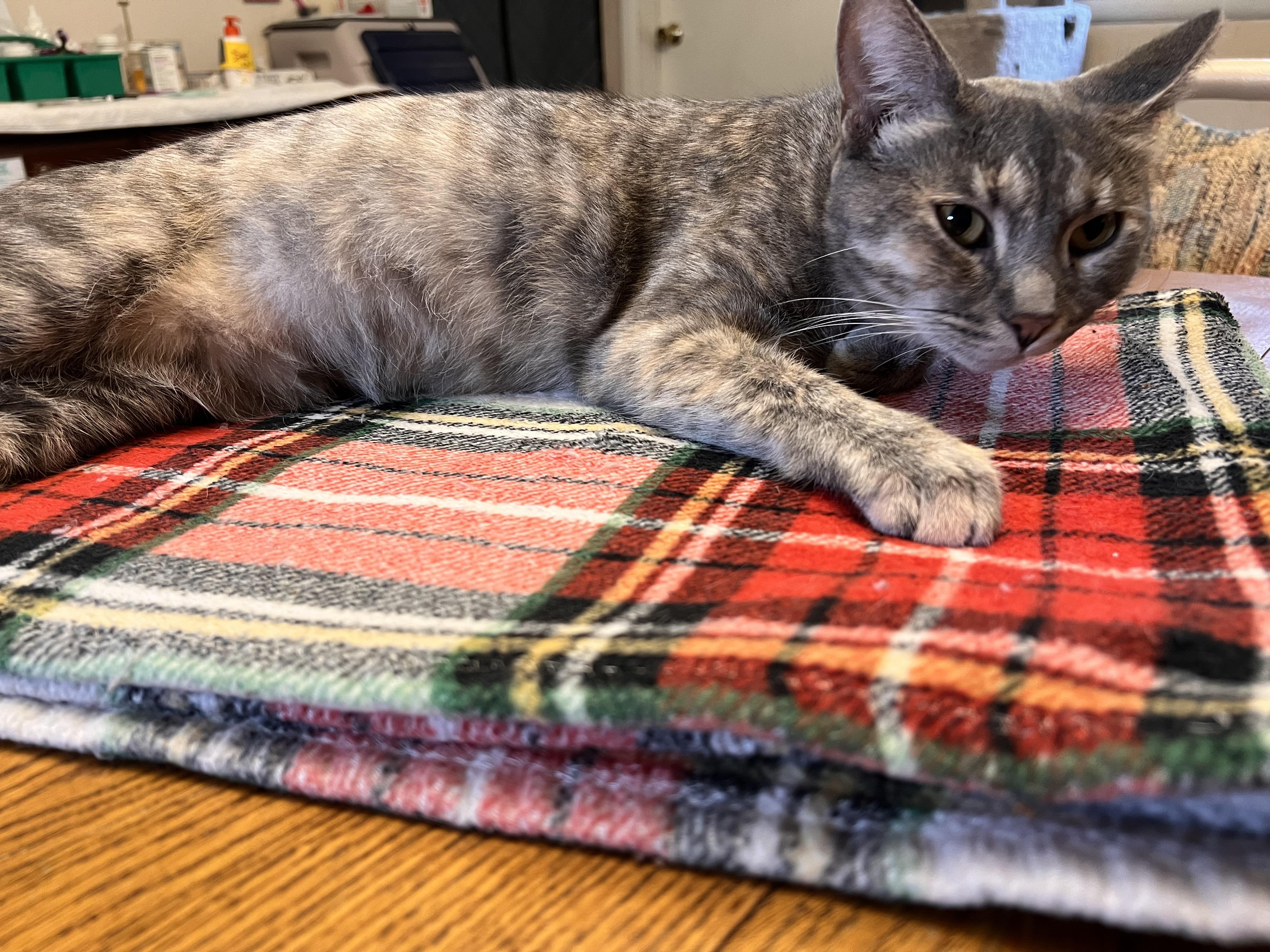 Enlarge Pistachio, a Adoptable Dilute Calico in Mears, MI image 2/3