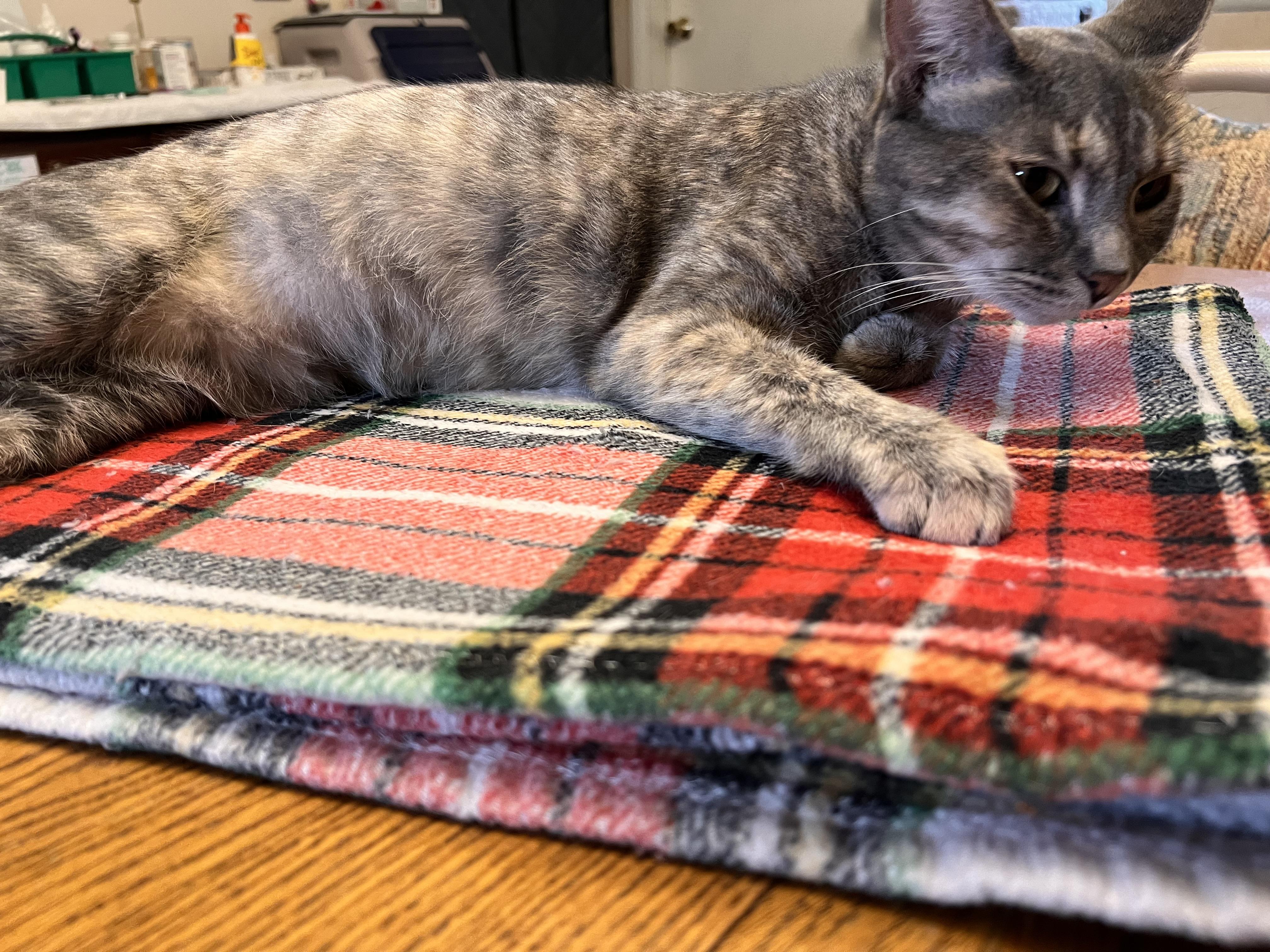 Enlarge Pistachio, a Adoptable Dilute Calico in Mears, MI image 3/3