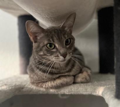 Storm, a Adoptable Tabby in San Antonio, TX image 1/3