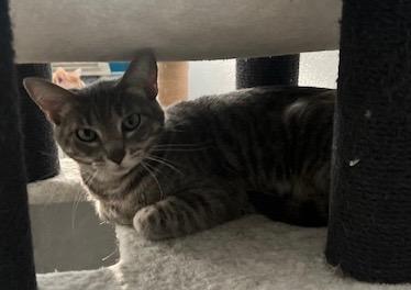 Storm, a Adoptable Tabby in San Antonio, TX image 3/3