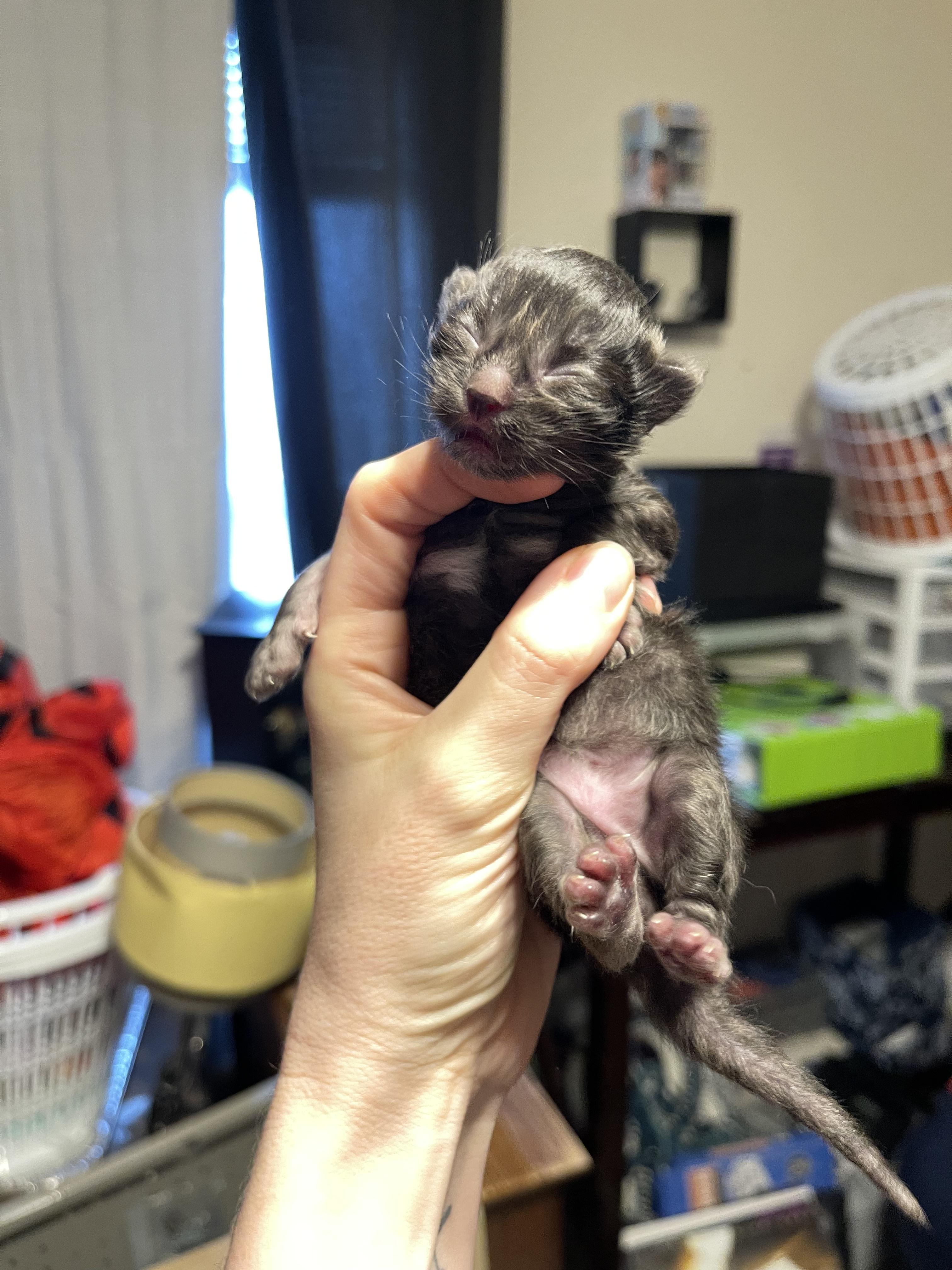 Enlarge Chess, a ADOPTABLE Domestic Medium Hair in Columbus, OH image 4/5