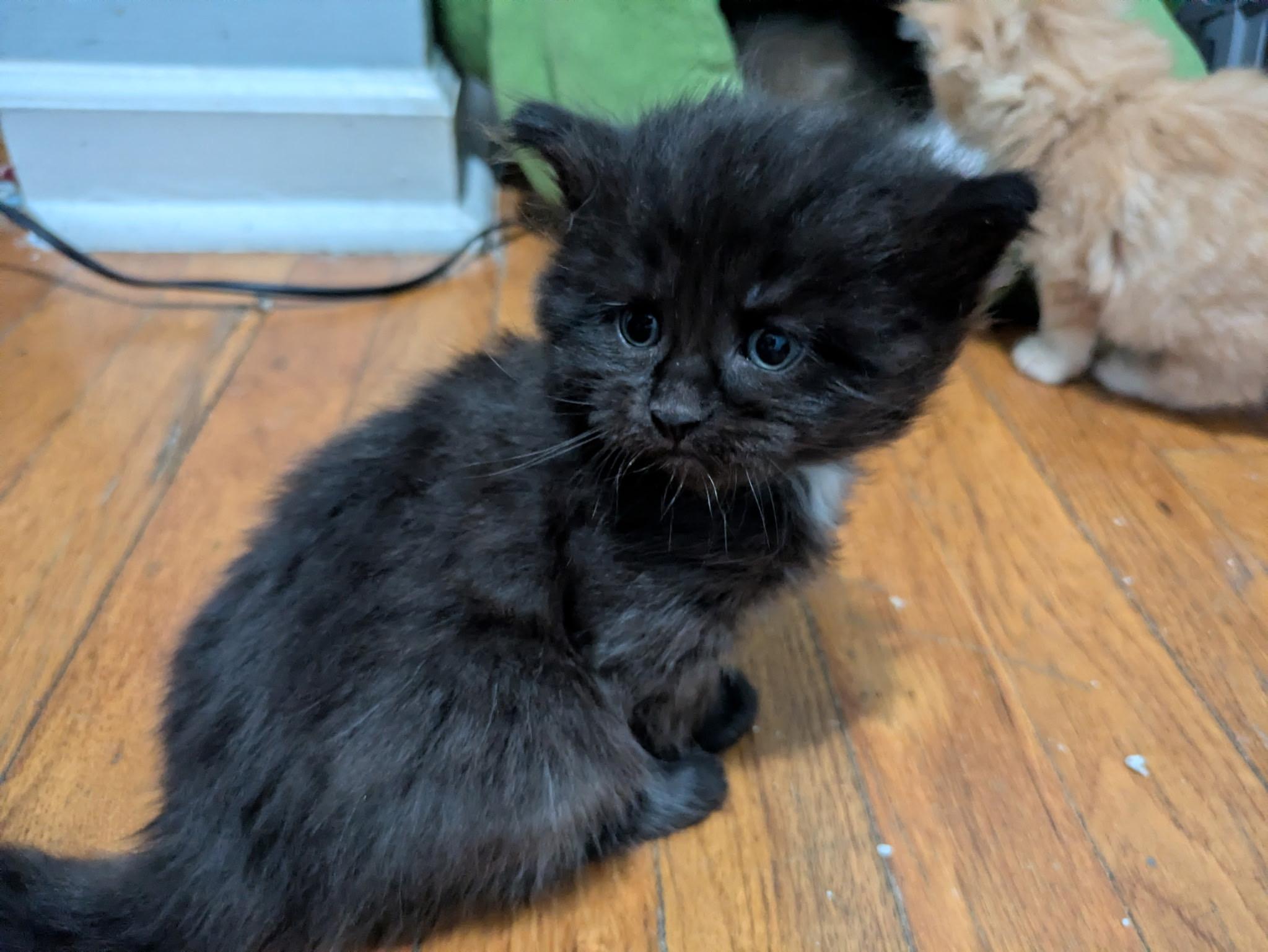 Enlarge Chess, a ADOPTABLE Domestic Medium Hair in Columbus, OH image 3/5
