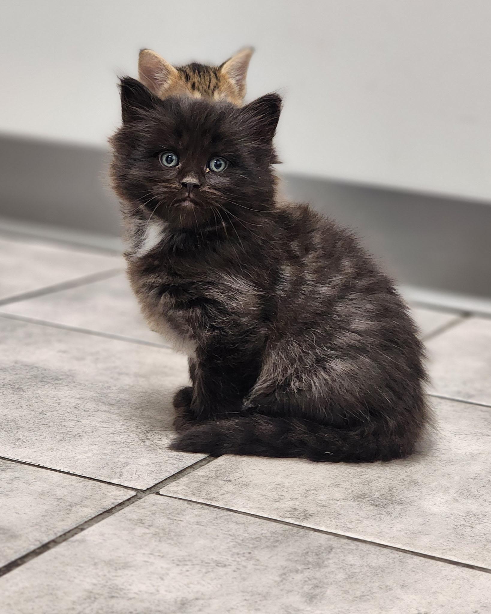 Enlarge Chess, a ADOPTABLE Domestic Medium Hair in Columbus, OH image 1/5