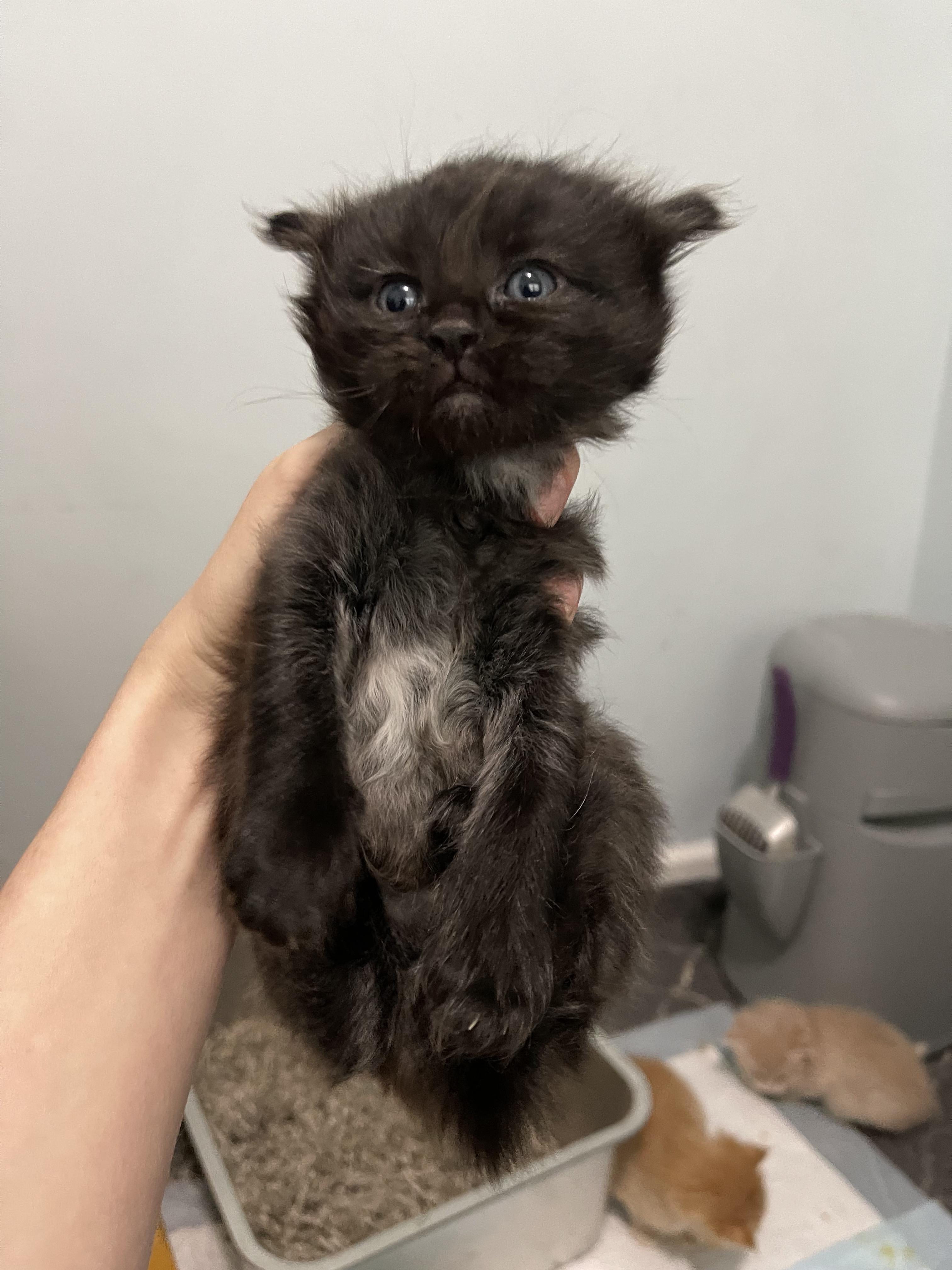 Enlarge Chess, a ADOPTABLE Domestic Medium Hair in Columbus, OH image 2/5