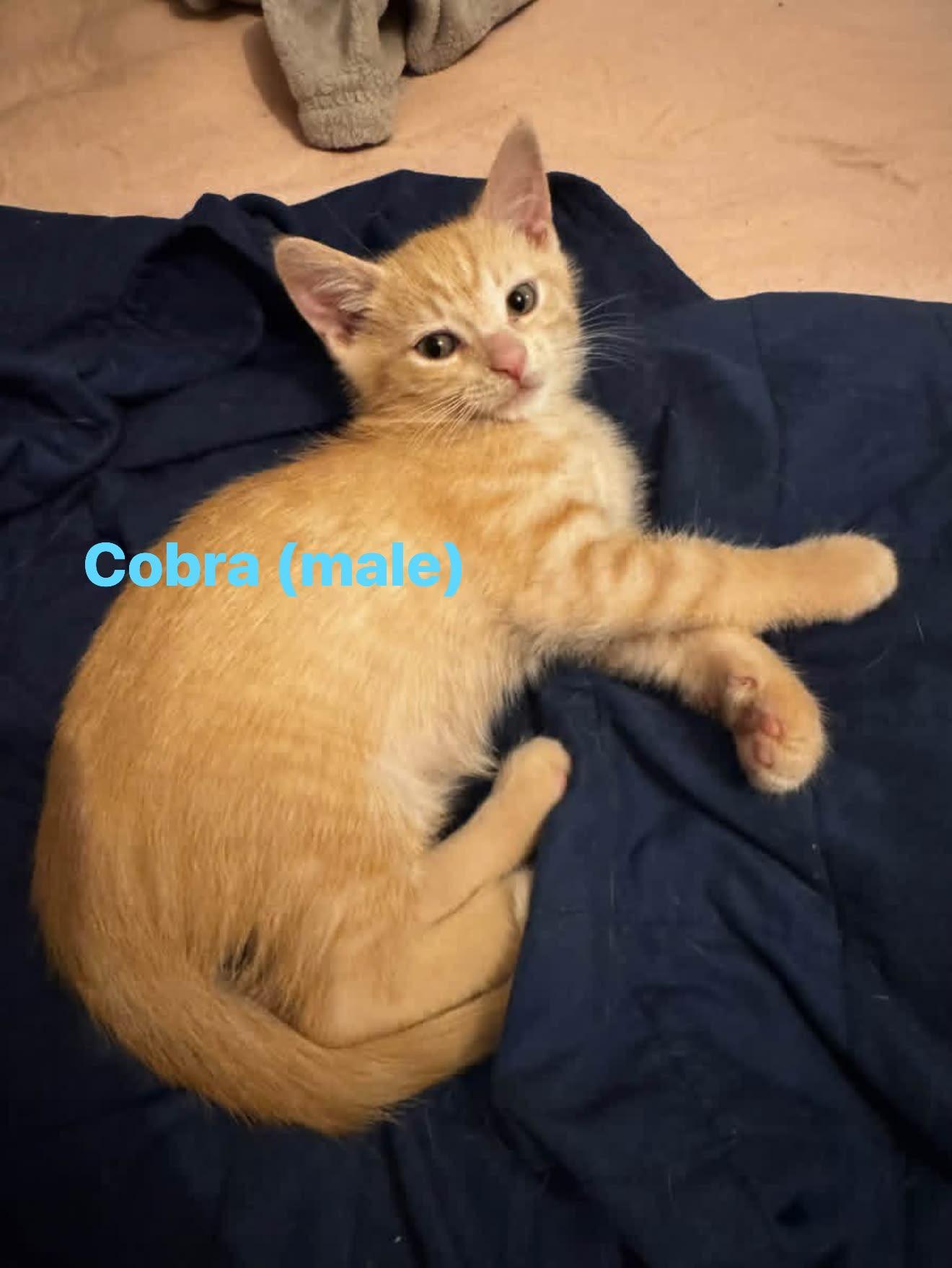 Enlarge Cobra, a Adoptable Domestic Short Hair in Cowlesville, NY image 1/1