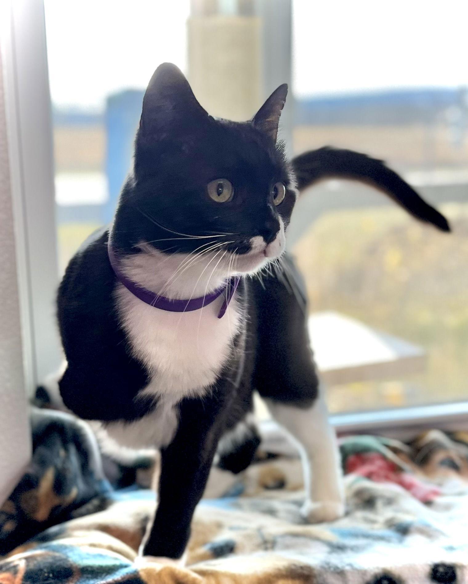 Danny, Adopted, Adult Male Domestic Short Hair.