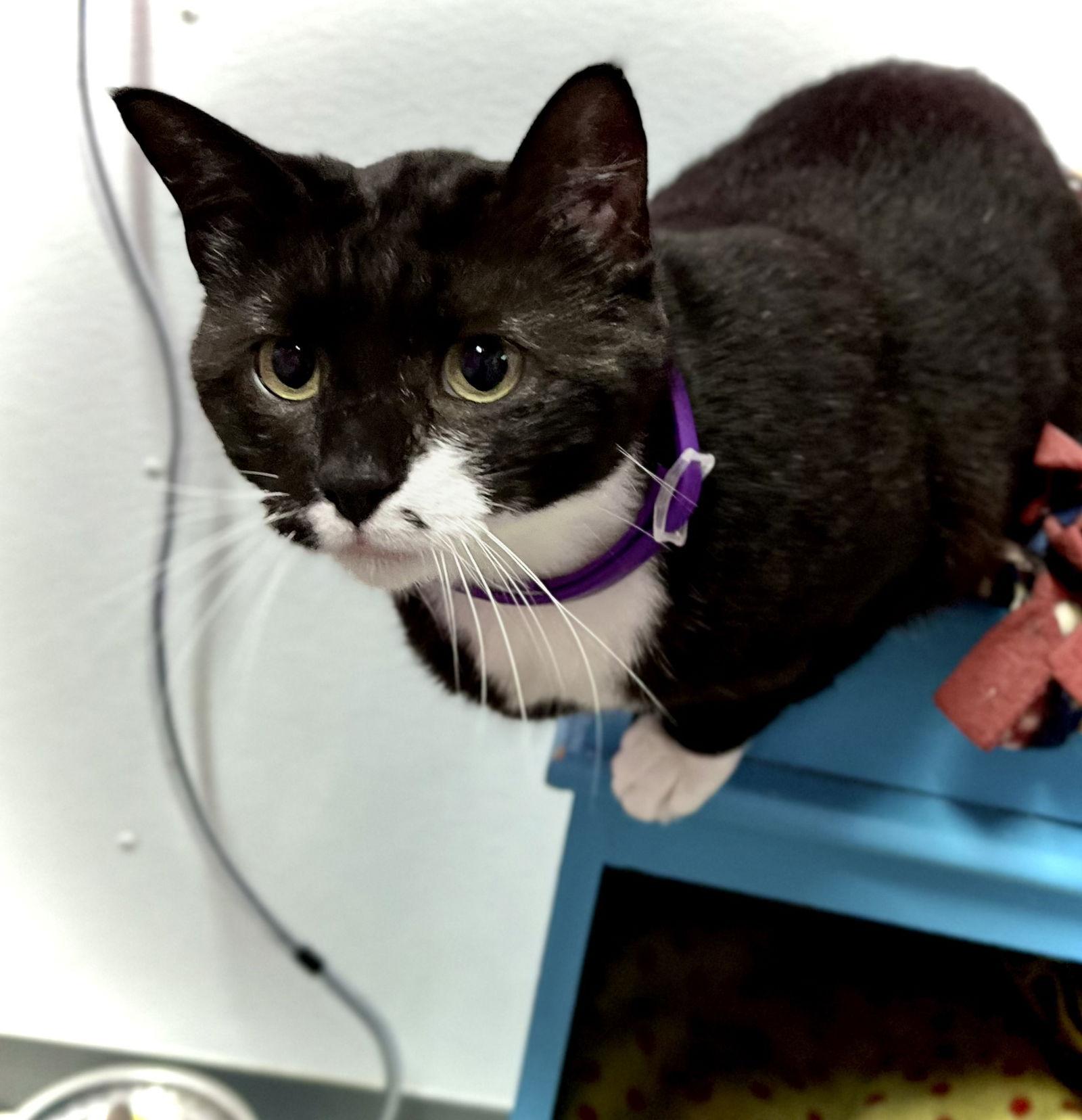 Enlarge Danny, a Adopted Domestic Short Hair in Estherville, IA image 2/3