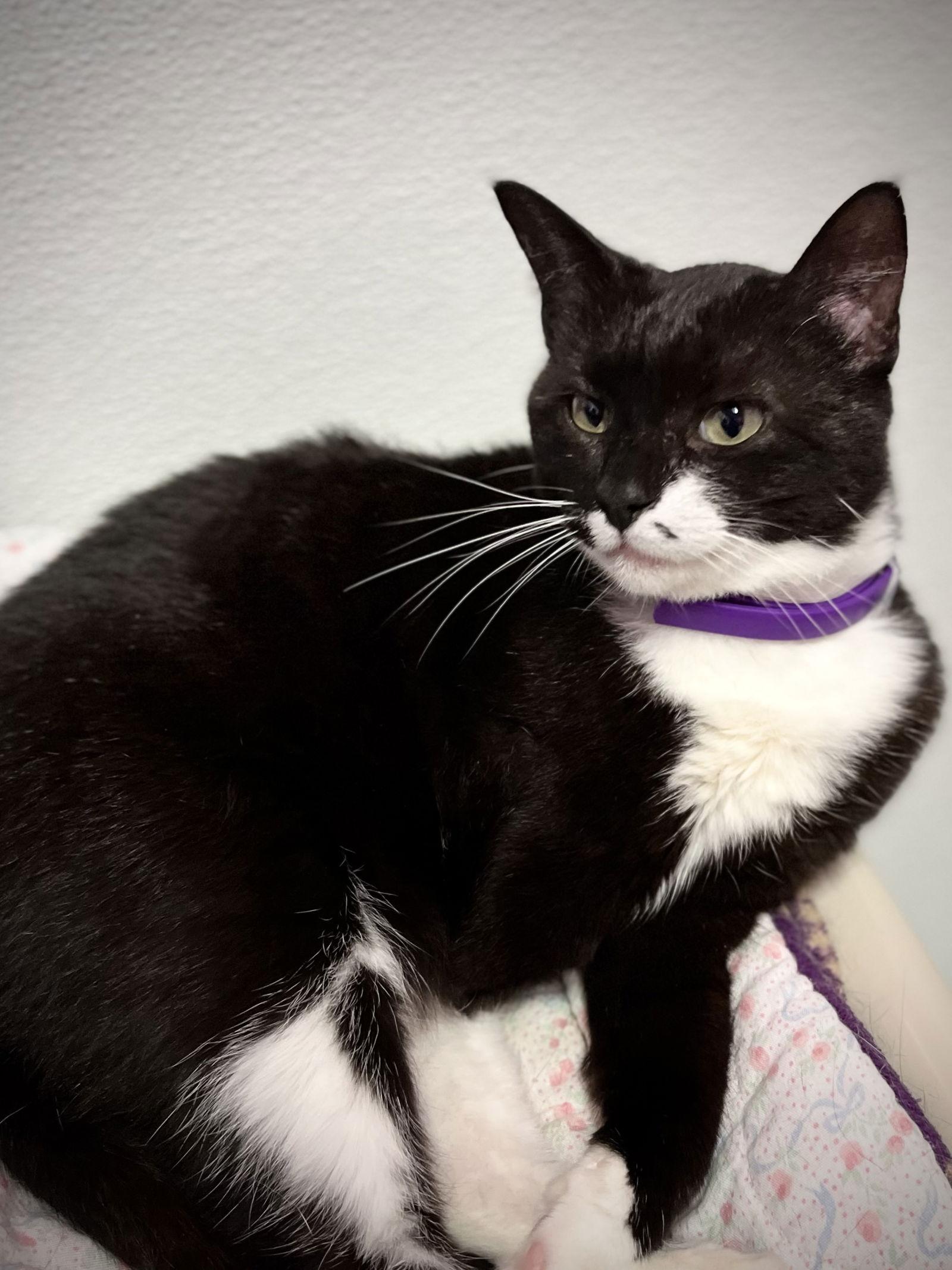 Enlarge Danny, a Adopted Domestic Short Hair in Estherville, IA image 3/3