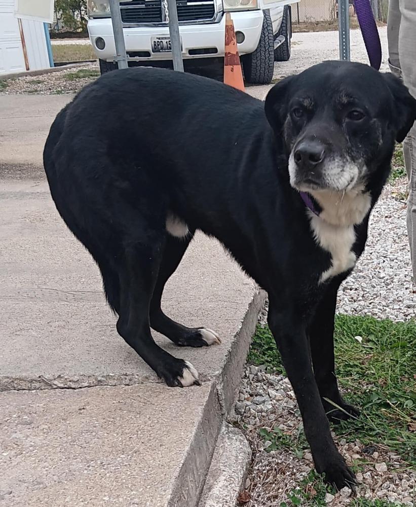 Enlarge Blaze, a Adoptable mixed breed in Bolivar, MO image 1/1