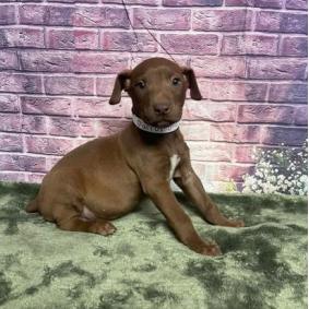 Parrot, Adoptable, Puppy Male Vizsla & Mixed Breed.
