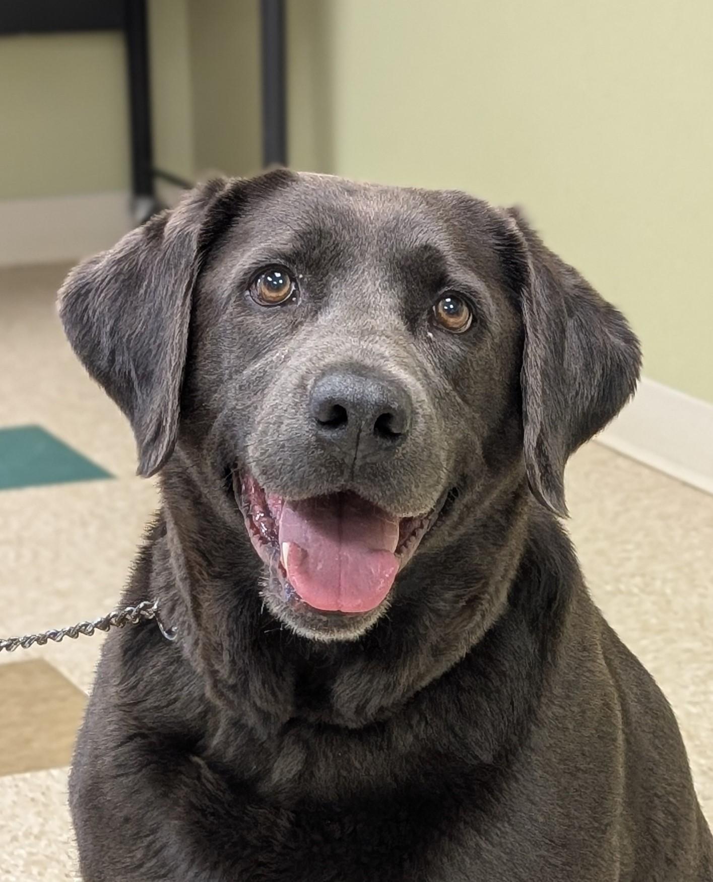 Presley, adopted, Adult Female Labrador Retriever.