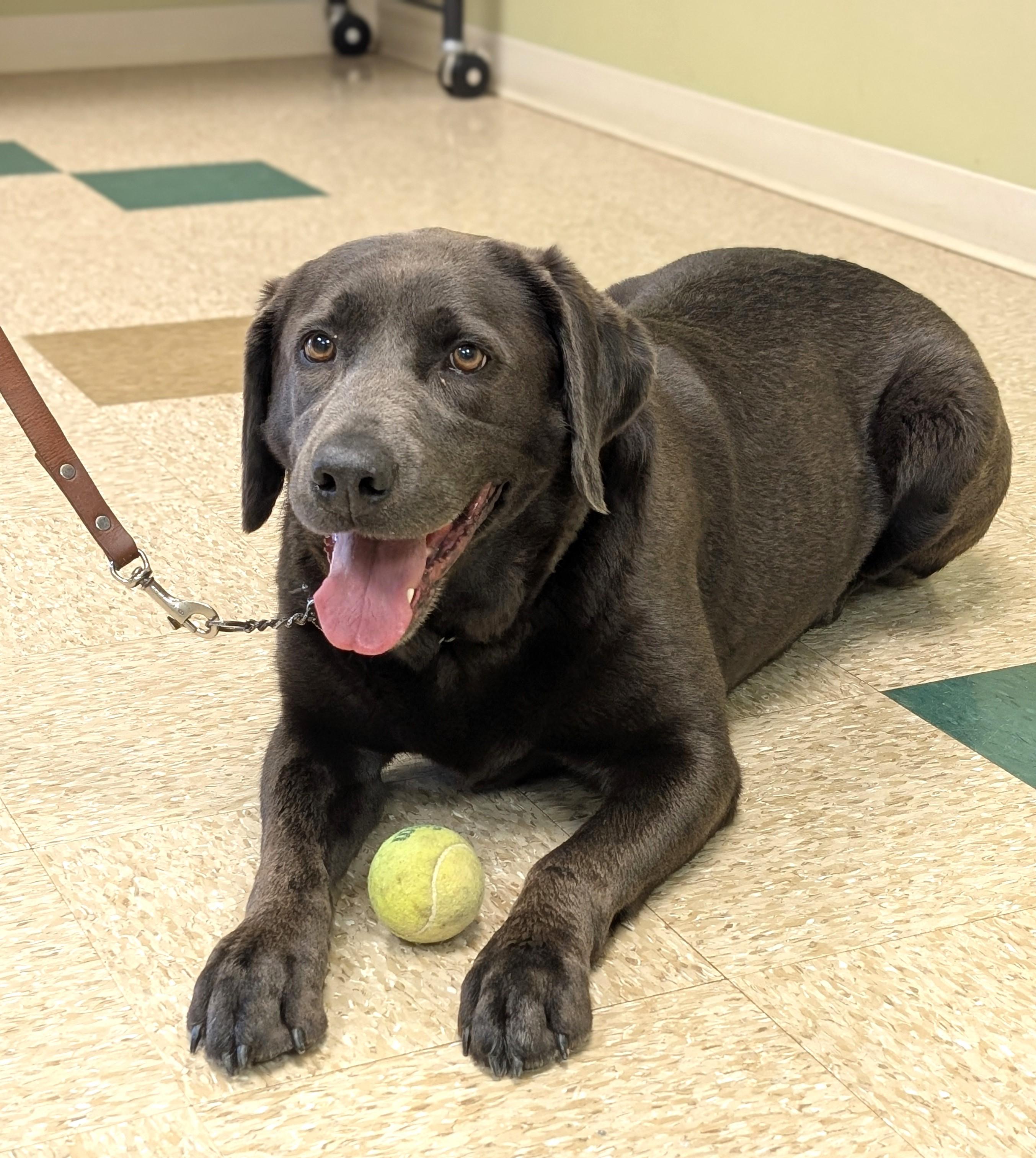 Enlarge Presley, an adopted Labrador Retriever in Hastings, NE image 3/4