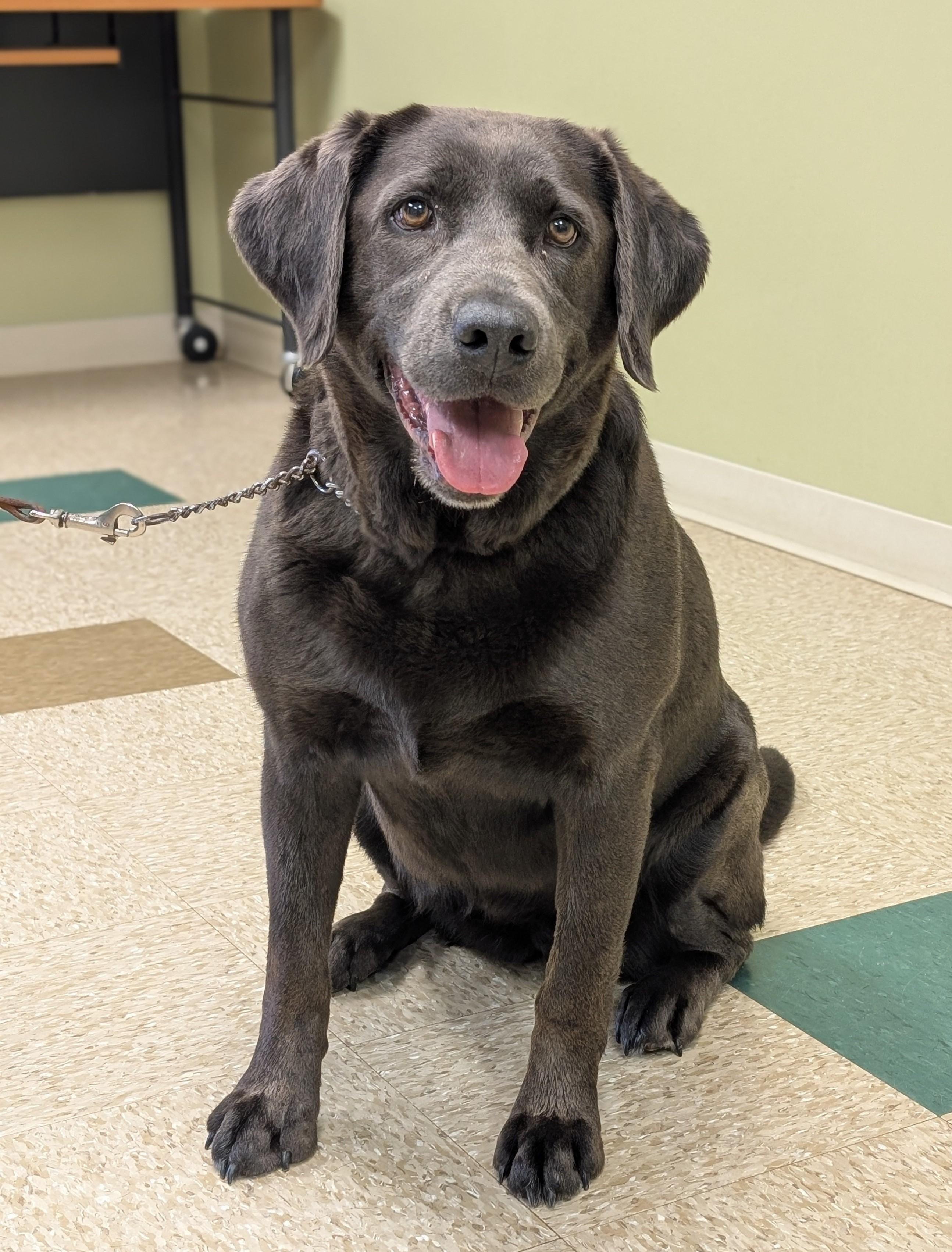 Enlarge Presley, an adopted Labrador Retriever in Hastings, NE image 4/4