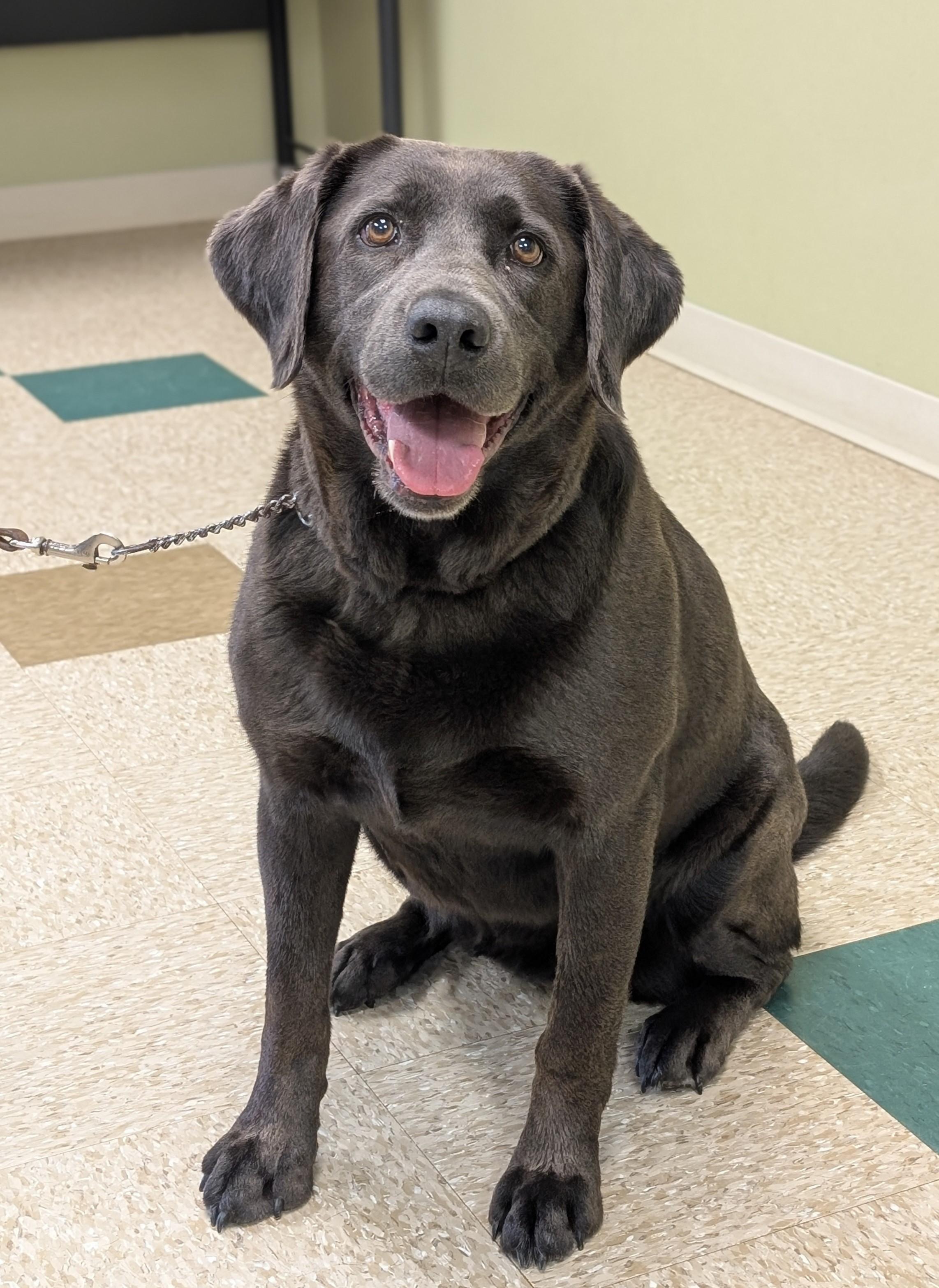Enlarge Presley, an adopted Labrador Retriever in Hastings, NE image 2/4