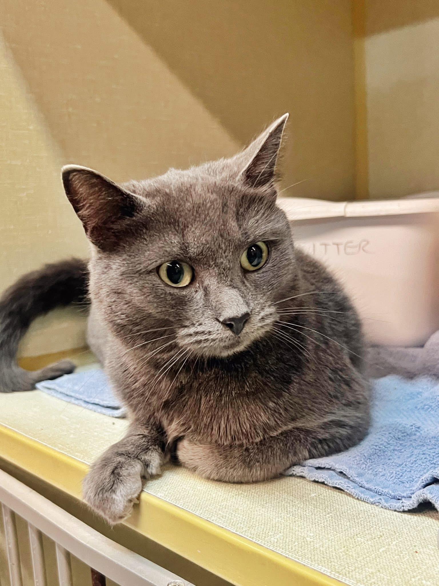 Enlarge Soot, an adoptable Domestic Short Hair in Peace River, AB image 1/1