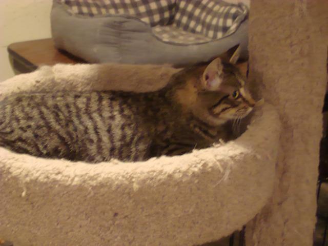 Zorrita, Adoptable, Adult Female Domestic Short Hair.